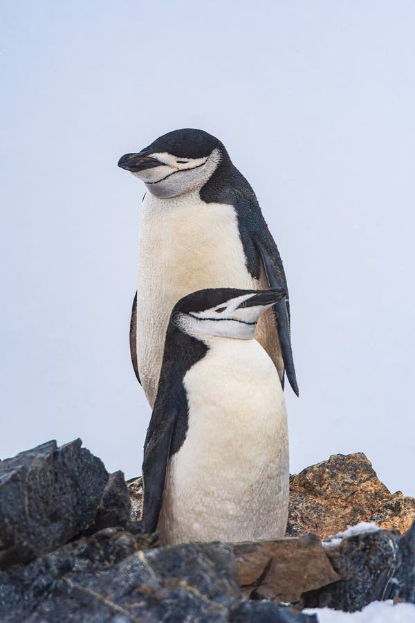 Chinstrap penguins have a very recognizable black band near their neck - that& x27;s where they get their name from. Chinstrap penguins have a very recognizable black band near their neck - that& x27;s where they get their name from.