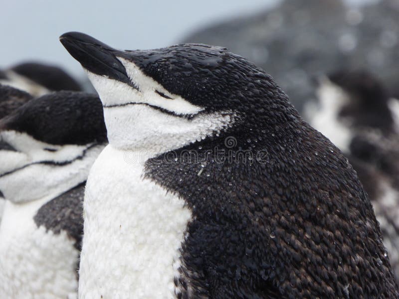 Chinstrap-Pinguin auf Halbmond-Insel in der Antarktis lizenzfreie stockfotografie Chinstrap-Pinguin auf Halbmond-Insel in der Antarktis lizenzfreie stockfotografie