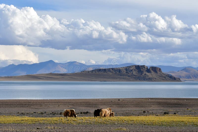 Chiny Wielcy jeziora Tybet Yaks pasa na sklepie jeziorny Teri Tashi Namtso w lecie obrazy stock Chiny Wielcy jeziora Tybet Yaks pasa na sklepie jeziorny Teri Tashi Namtso w lecie obrazy stock