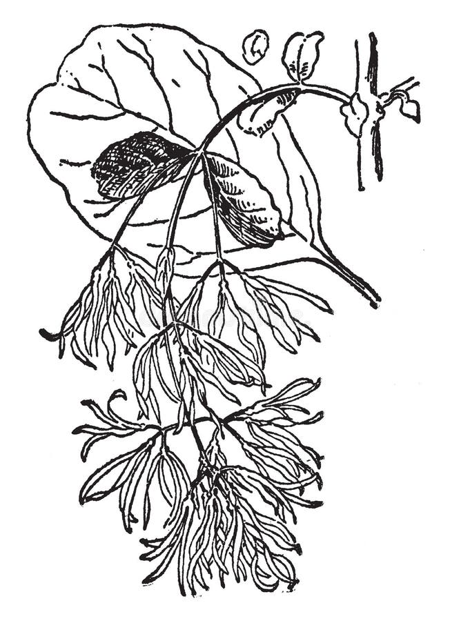 The image shows a Chionanthus Virginica. It is a large shrub. The bark is scaly, brown tinged with red. The shoots are light green, downy at first, later becoming light brown or orange, vintage line drawing or engraving illustration. The image shows a Chionanthus Virginica. It is a large shrub. The bark is scaly, brown tinged with red. The shoots are light green, downy at first, later becoming light brown or orange, vintage line drawing or engraving illustration