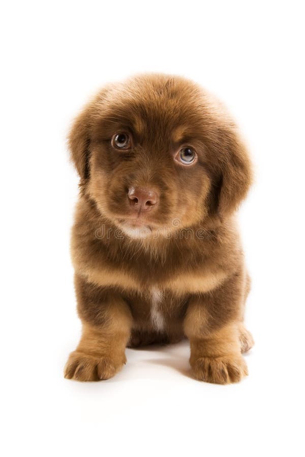 Photo of a cute puppy isolated on white background. Photo of a cute puppy isolated on white background