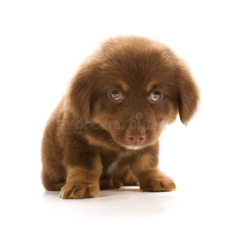 Photo of a cute puppy isolated on white background. Photo of a cute puppy isolated on white background