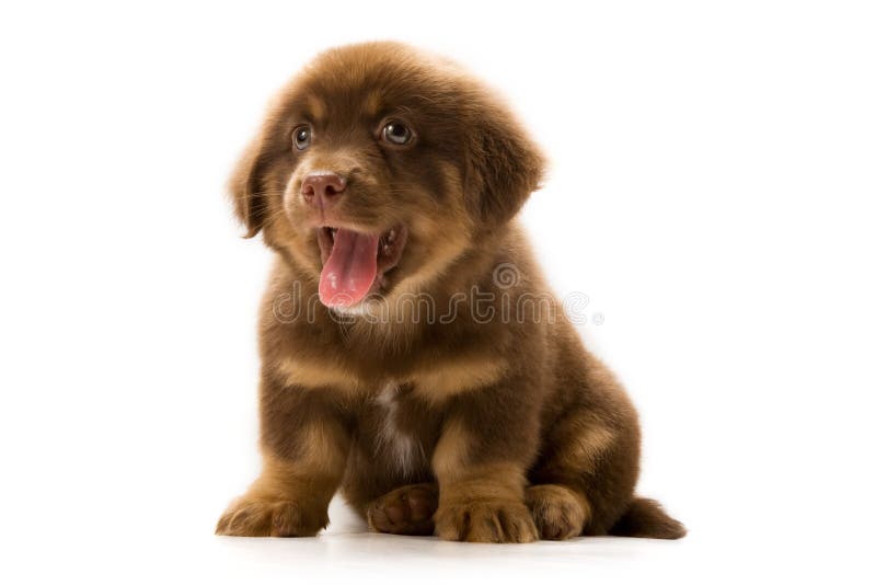 Photo of a cute puppy isolated on white background. Photo of a cute puppy isolated on white background