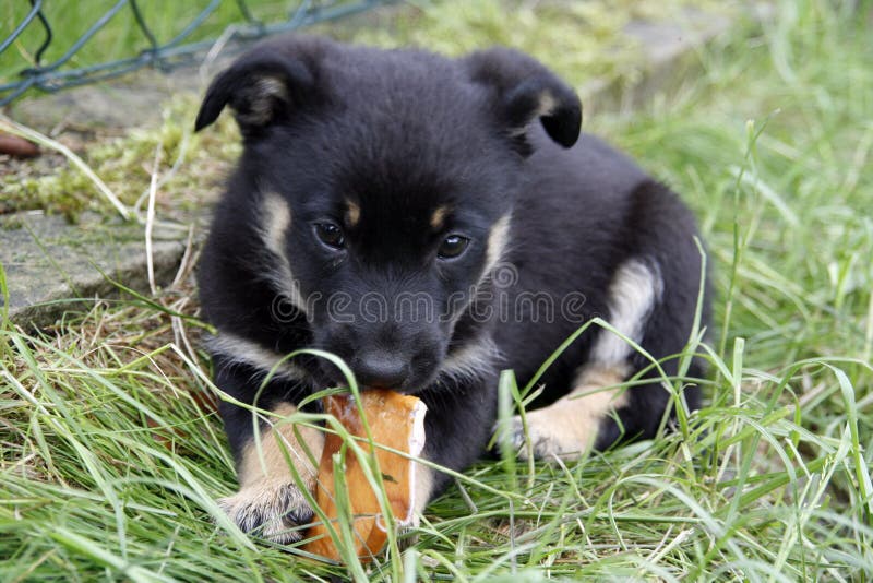 Chiot image stock Chiot image stock