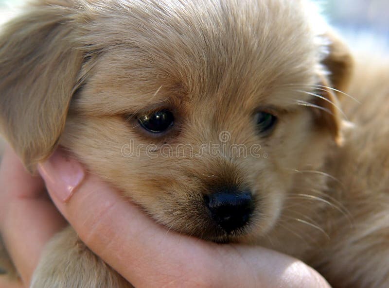 Chiot photographie stock Chiot photographie stock