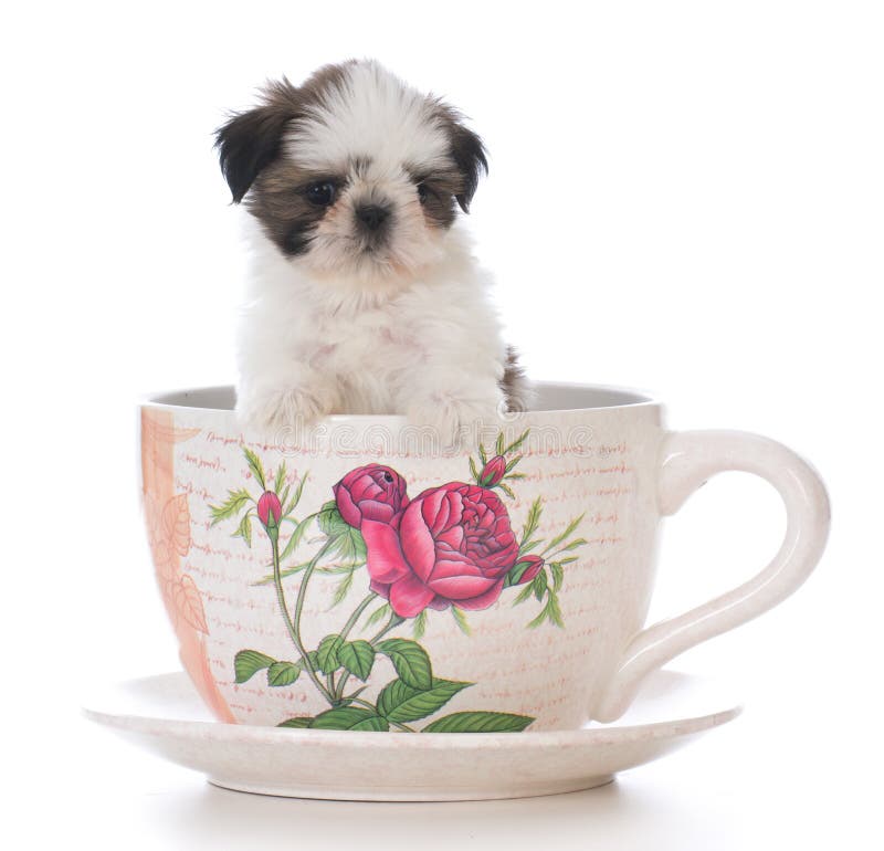 chiot adorable de tzu de shih dans une tasse de thé photo libre de droits chiot adorable de tzu de shih dans une tasse de thé photo libre de droits