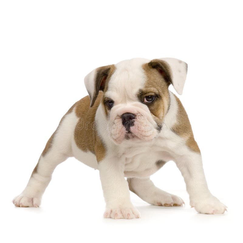Chiot anglais de bouledogue photos stock Chiot anglais de bouledogue photos stock