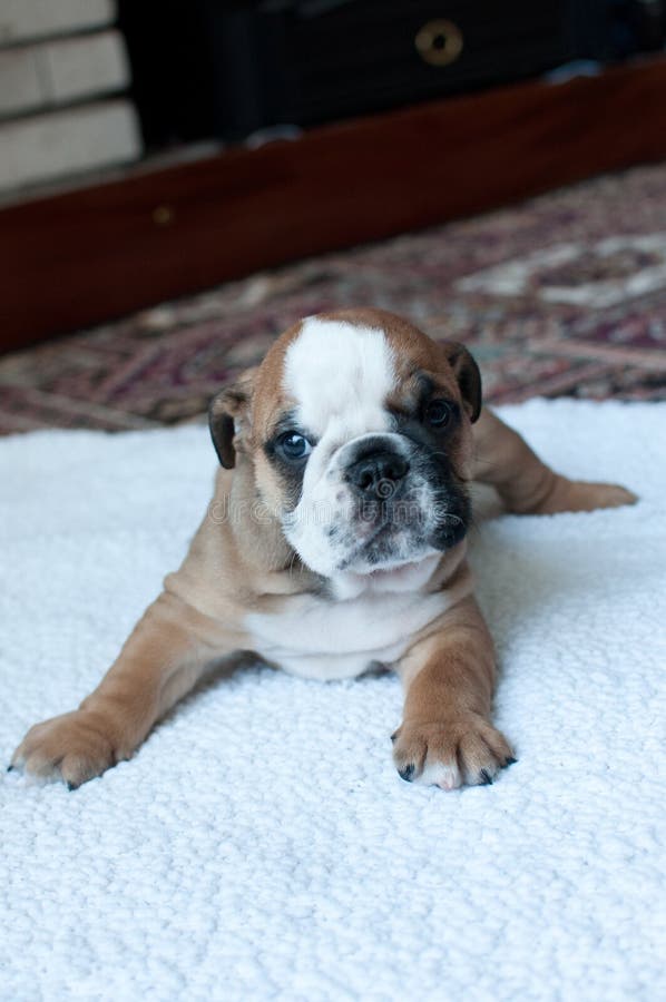 Chiot anglais de bouledogue photo libre de droits Chiot anglais de bouledogue photo libre de droits