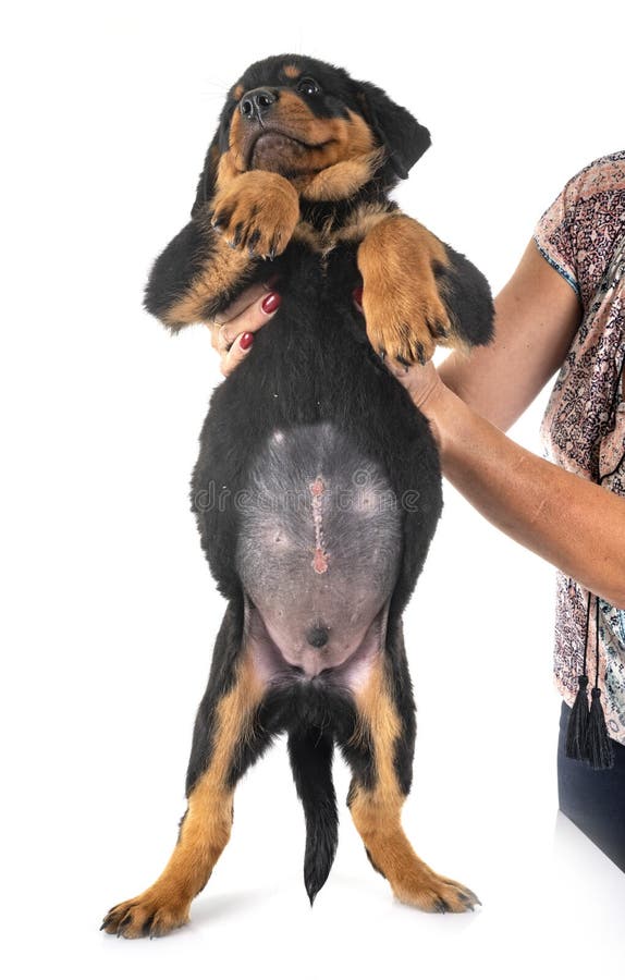 Chiot Avec L Hernie Ombilicale Image Stock Image Du Maladie Chirurgie Chiot Avec L Hernie Ombilicale Image Stock Image Du Maladie Chirurgie