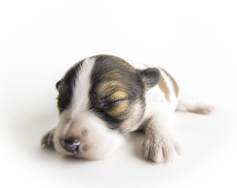 A newborn blind puppy of brown coloring close-up on a white background. A newborn blind puppy of brown coloring close-up on a white background.