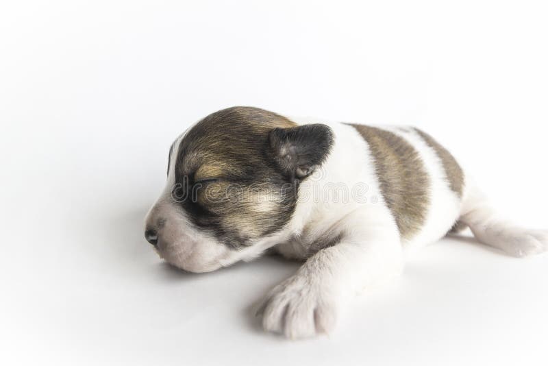 A newborn blind puppy of brown coloring close-up on a white background. A newborn blind puppy of brown coloring close-up on a white background.