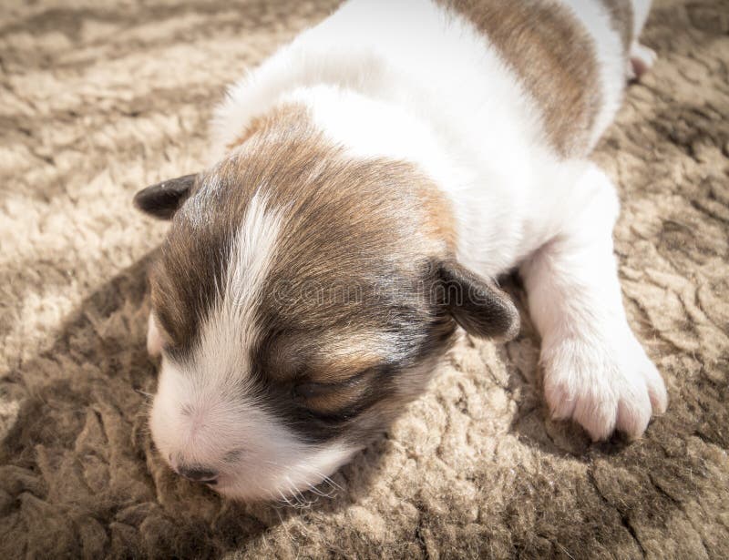 A newborn blind puppy of brown coloring close-up on a rug. A newborn blind puppy of brown coloring close-up on a rug.