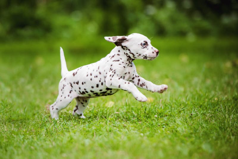 Chiot dalmatien fonctionnant sur l'herbe photos stock Chiot dalmatien fonctionnant sur l'herbe photos stock