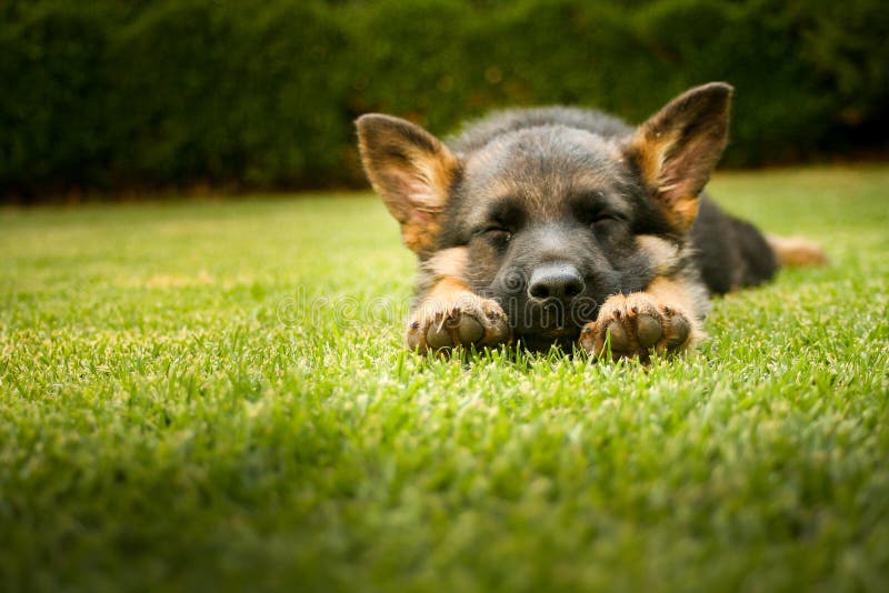 Chiot de berger allemand dormant un jour chaud d'été images libres de droits Chiot de berger allemand dormant un jour chaud d'été images libres de droits