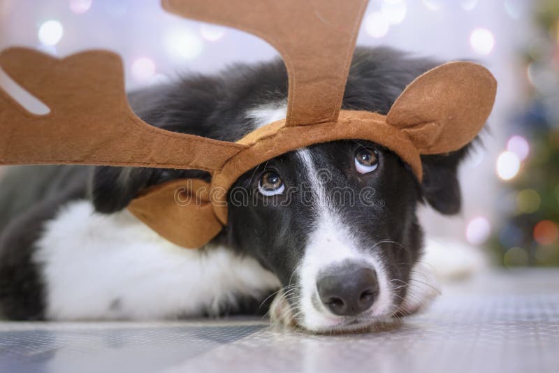 Chiot de border collie avec des andouillers de renne dans un portrait drôle de Noël photo libre de droits Chiot de border collie avec des andouillers de renne dans un portrait drôle de Noël photo libre de droits