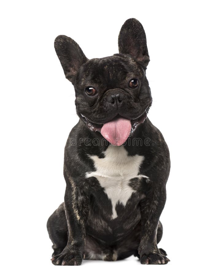 Chiot De Bouledogue Francais Bebe D Un Mois Image Stock Image Du Langue Ouvert