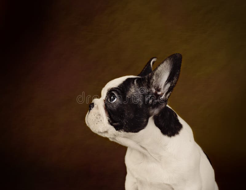 Chiot de bouledogue français photo stock Chiot de bouledogue français photo stock