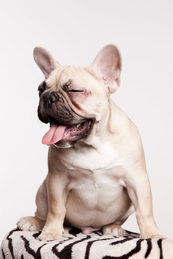Chiot de bouledogue français de Brown images libres de droits Chiot de bouledogue français de Brown images libres de droits