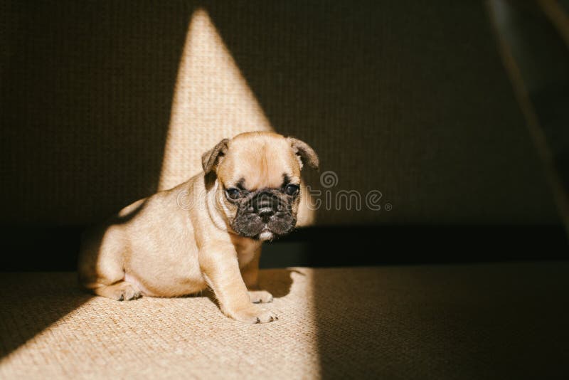Chiot de bouledogue fran?ais se reposant sur le divan photos stock Chiot de bouledogue fran?ais se reposant sur le divan photos stock