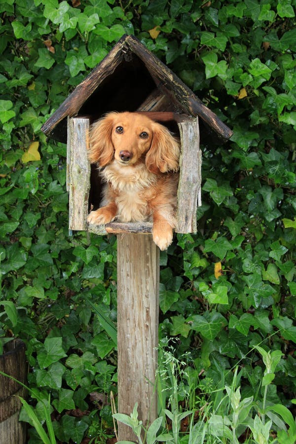 Chiot de boîte aux lettres images libres de droits Chiot de boîte aux lettres images libres de droits