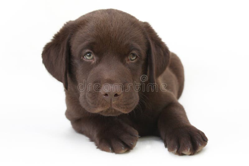 Royaume Labrador Argente Labrador Silver A Vendre