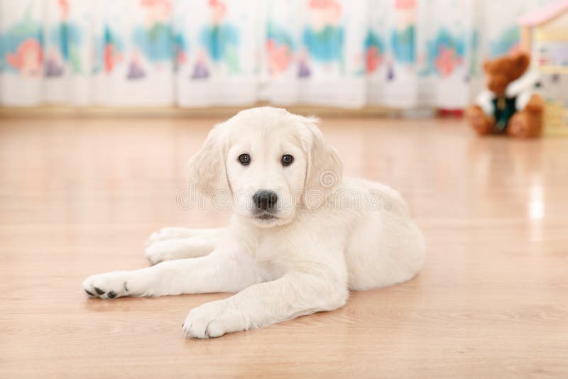 Chiot de chien d'arrêt de Labrador images stock Chiot de chien d'arrêt de Labrador images stock