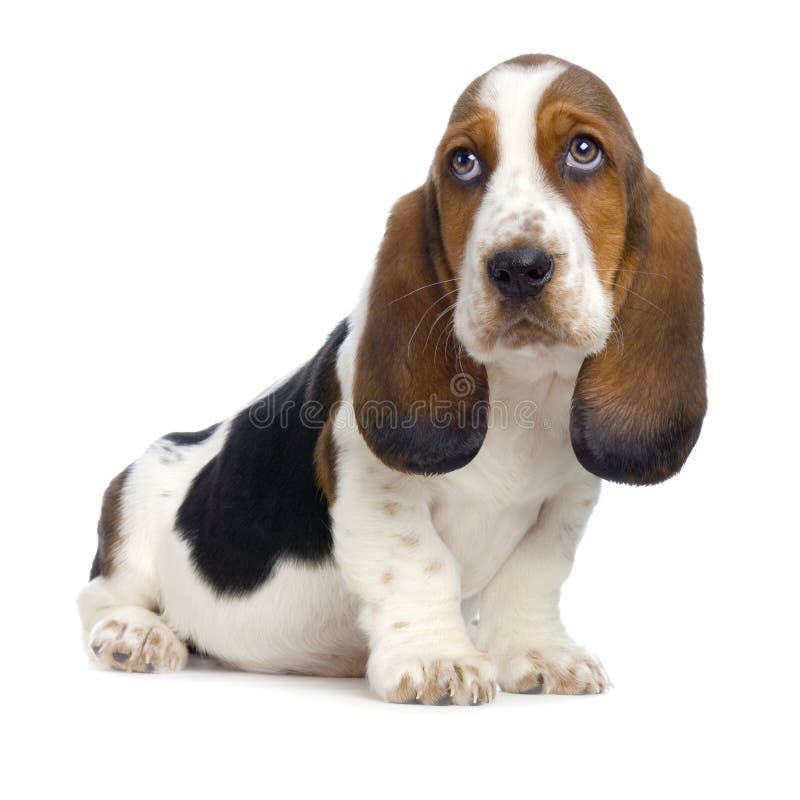 Chiot de chien de basset photographie stock Chiot de chien de basset photographie stock