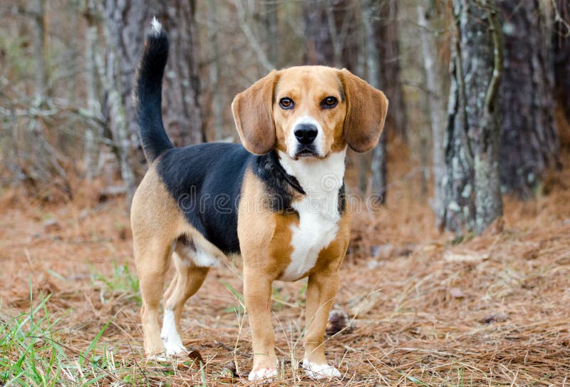 Chiot de chien de briquet images stock Chiot de chien de briquet images stock