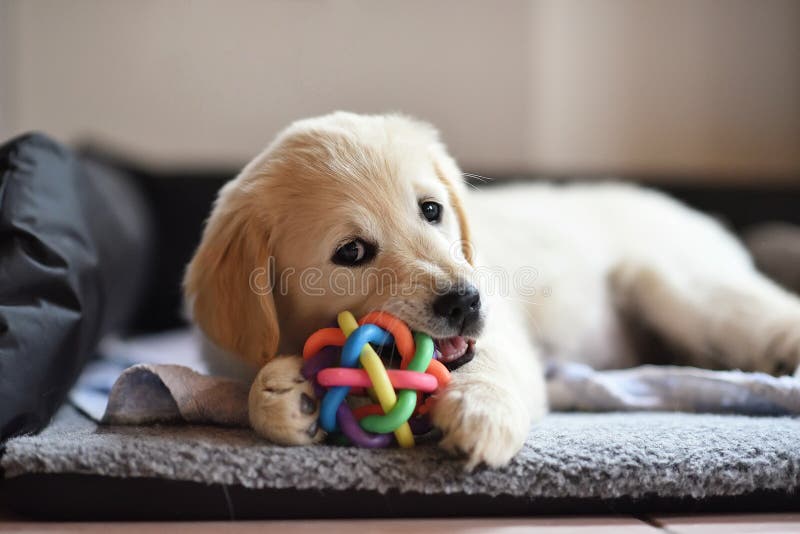 Chiot de chien de golden retriever jouant avec le jouet