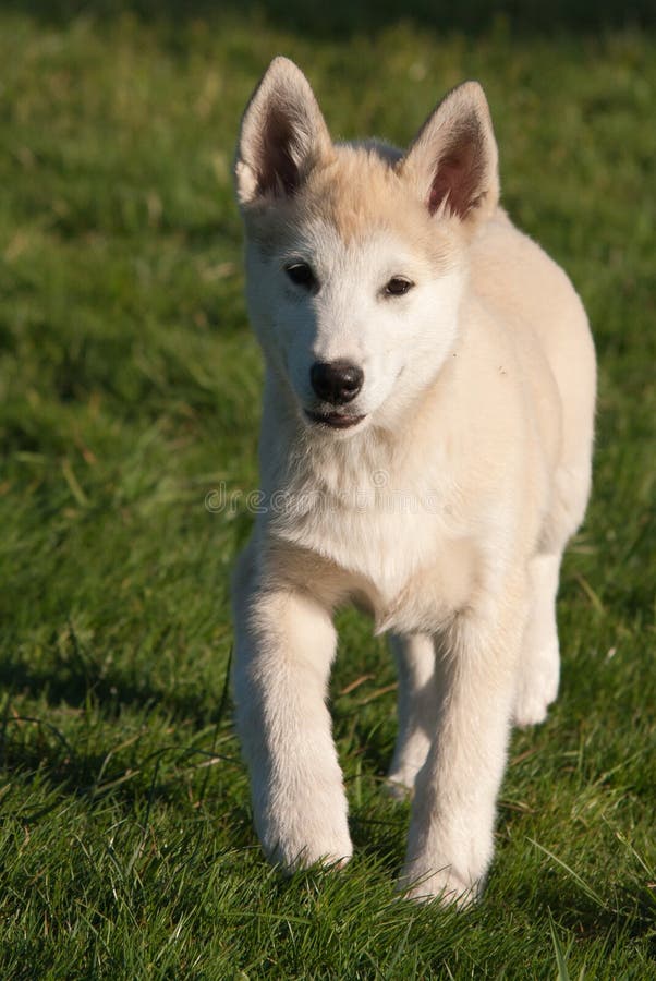 Chiot de chien de traîneau d'Alaska images libres de droits