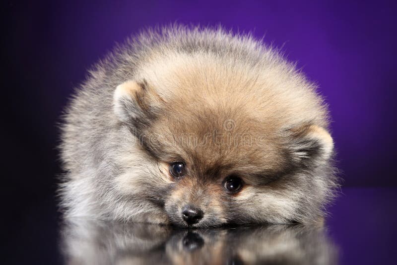 Chiot de chien de Spitz se trouvant sur le fond pourpre images stock Chiot de chien de Spitz se trouvant sur le fond pourpre images stock