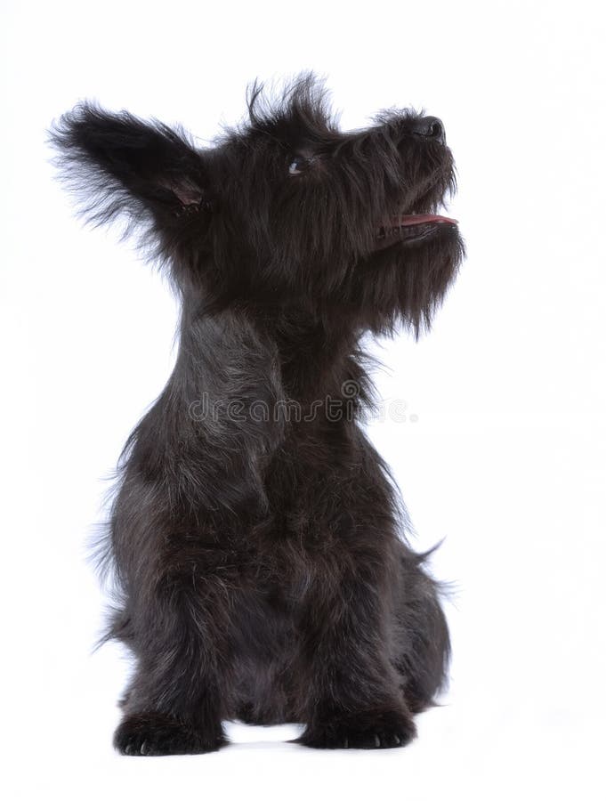 Chiots Skye Terrier isolé photos libres de droits
