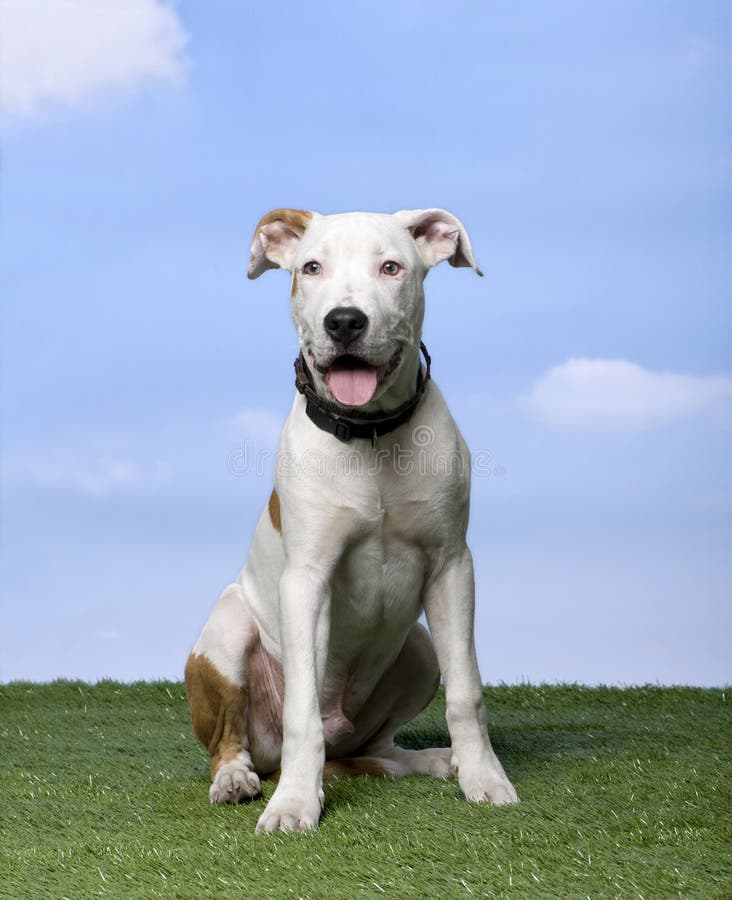 Chiot de chien terrier de Staffordshire américain (5 mois)