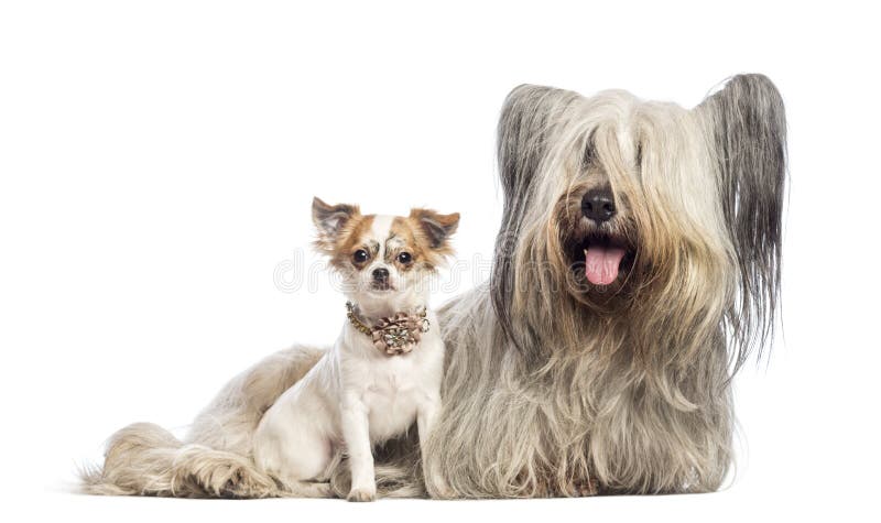 Chiot Chihuahua de 6 mois et Skye Terrier photos libres de droits