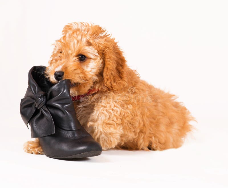 Chiots Cockapoo avec une chaussure noire photos libres de droits
