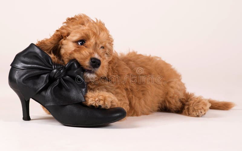 Chiots Cockapoo avec une chaussure noire photos libres de droits