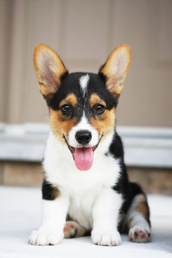 Chiot de Corgi d'Obturation de Pembroke image libre de droits Chiot de Corgi d'Obturation de Pembroke image libre de droits