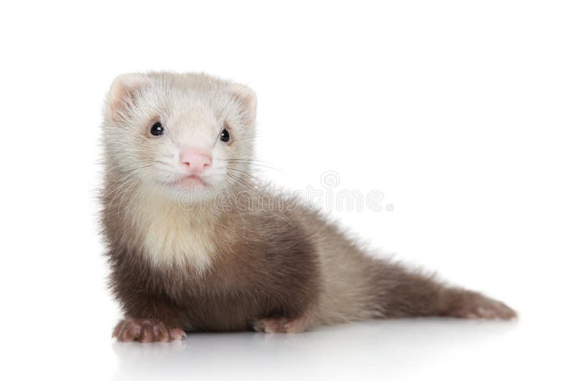 Chiot de furet sur un fond blanc image libre de droits Chiot de furet sur un fond blanc image libre de droits