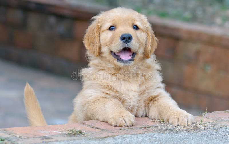 Golden Retriever Chiot Neige - Photo Gratuite Sur Pixabay