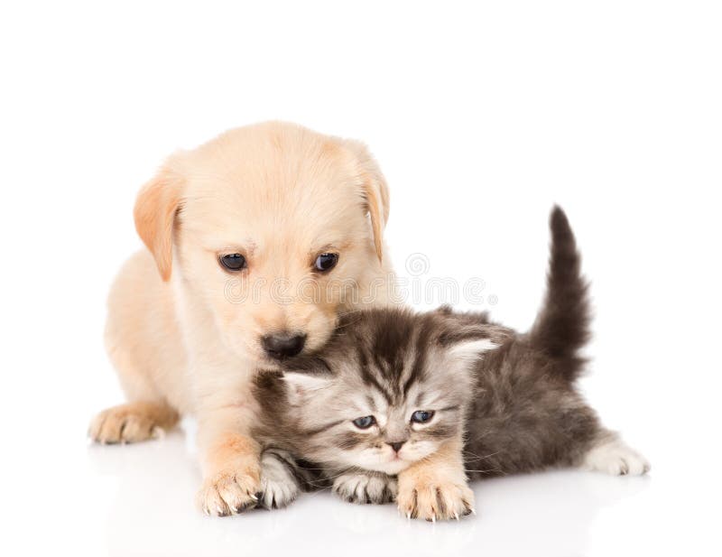 Chiot De Golden Retriever Et Chat Britannique Ensemble D'isolement