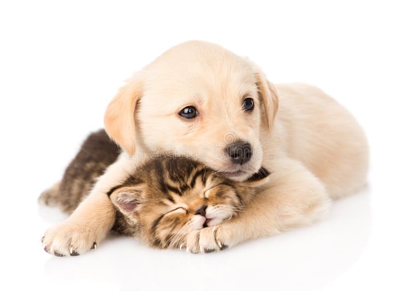 Chiot de golden retriever étreignant le chat britannique de sommeil D'isolement image libre de droits Chiot de golden retriever étreignant le chat britannique de sommeil D'isolement image libre de droits