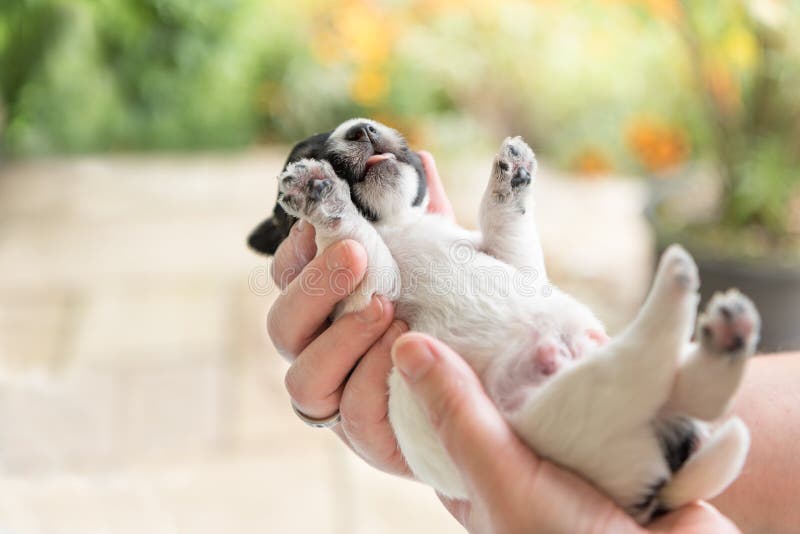 Chiot de Jack Russell Terrier 14 jours de photographie stock libre de droits Chiot de Jack Russell Terrier 14 jours de photographie stock libre de droits