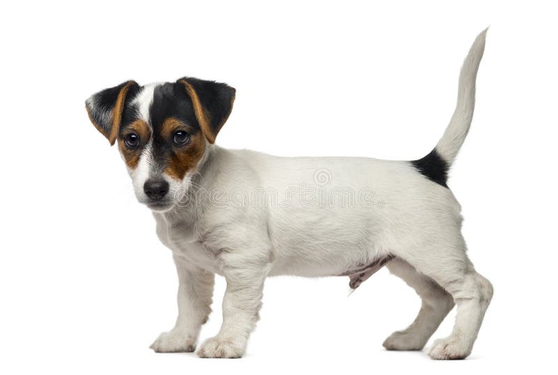 Chiot de Jack Russell Terrier (2 mois) image libre de droits Chiot de Jack Russell Terrier (2 mois) image libre de droits