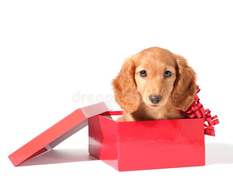 Cute dachshund puppy in a red gift box for Christmas. Cute dachshund puppy in a red gift box for Christmas.