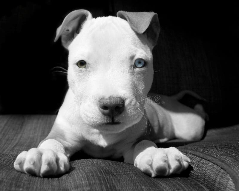 2 755 Chiot De Pitbull Blanc Et Brun Photos Libres De Droits Et Gratuites De Dreamstime 2 755 Chiot De Pitbull Blanc Et Brun Photos Libres De Droits Et Gratuites De Dreamstime