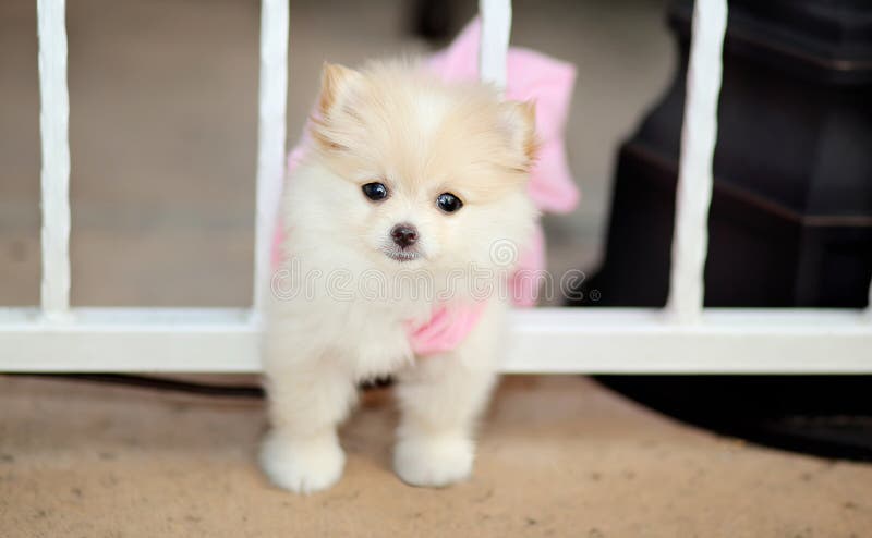 Chiot de Pomeranian photo stock Chiot de Pomeranian photo stock