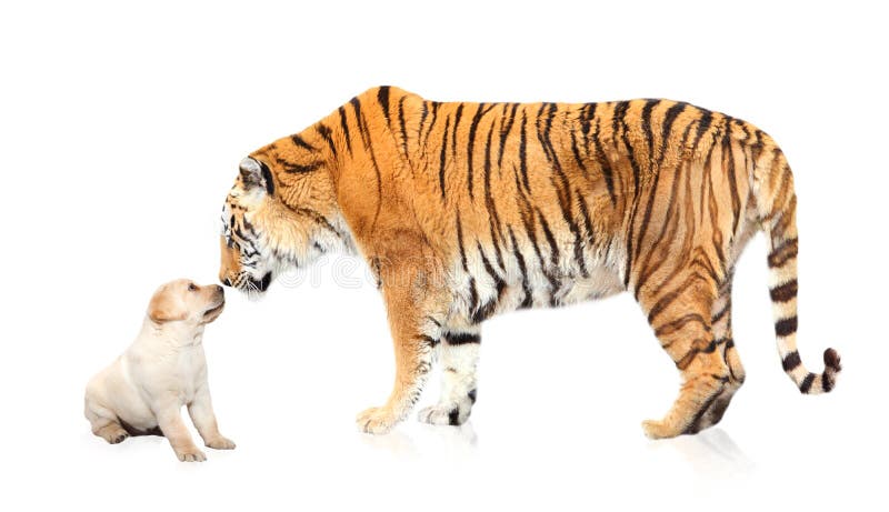 Chiot de réunion de tigre Chiot de réunion de tigre