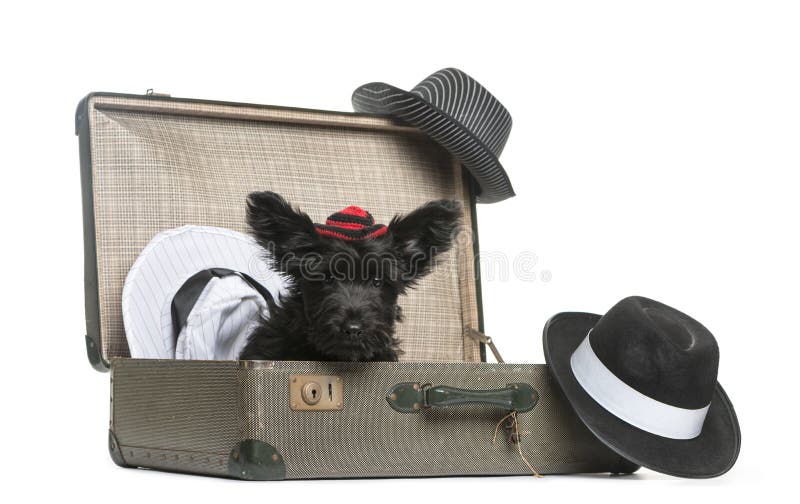 Chiot de Skye Terrier se reposant dans une valise photos stock