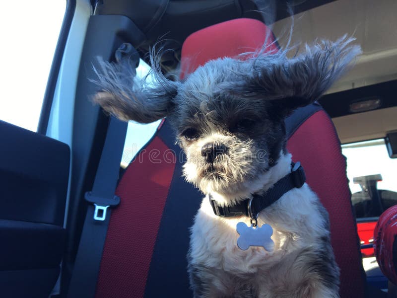Chiot de tzu de Shih avec ses oreilles soufflant dans le vent photographie stock libre de droits Chiot de tzu de Shih avec ses oreilles soufflant dans le vent photographie stock libre de droits
