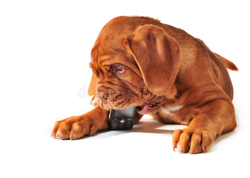 Cute Puppy of Dogue de Bordeax Playing with Cell Phone. Cute Puppy of Dogue de Bordeax Playing with Cell Phone